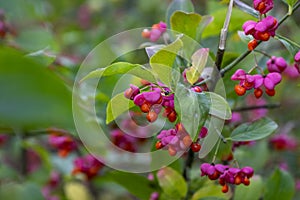 Euonymus europaeus european common spindle capsular ripening autumn fruits, red to purple or pink colors with orange seeds