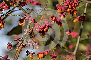 Euonymus europaeus european common spindle capsular ripening autumn fruits, red to purple or pink colors with orange seeds