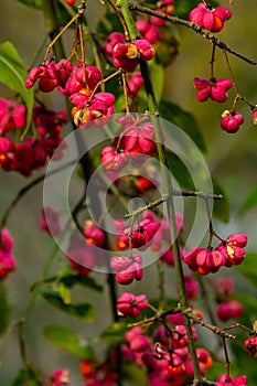 Euonymus europaeus european common spindle capsular ripening autumn fruits, red to purple or pink colors with orange seeds,