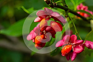 Euonymus europaeus european common spindle capsular ripening autumn fruits, red to purple or pink colors with orange seeds,