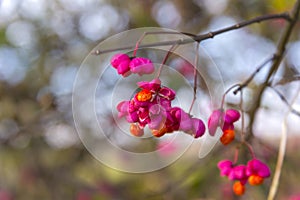 Euonymus europaeus, known as spindle