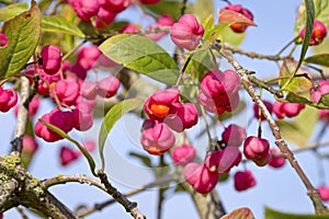 Euonymus europaeus, Spindle