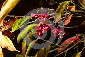 Euonymus europaeus - Spindle shrub also European spindle tree. Shrubs with grey-brown bark, blunt branches, lanceolate and serrate