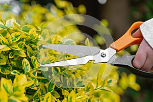 Euonymus Fortune cut .Hands trim euonymus branches with garden shears. euonymus variegata with yellow variegated foliage