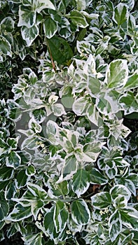 Euonymus fortunei Emerald Gaiety shrub