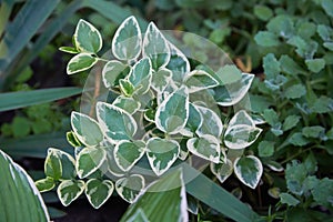 Euonymus fortunei Emerald Gaiety variegated green and white