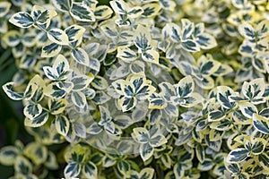 Euonymus fortunei emeralnd n gold cultivar leaves, yellow and green leaf, ornamental branches