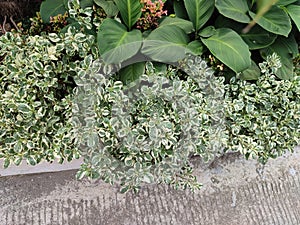 Euonymus fortunei flowerless plant for decorative purposes