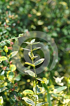 Euonymus fortunei fortune s spindle