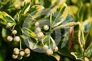 Euonymus fortunei, Fortune\'s spindle, leaves and berries closeup selective focus