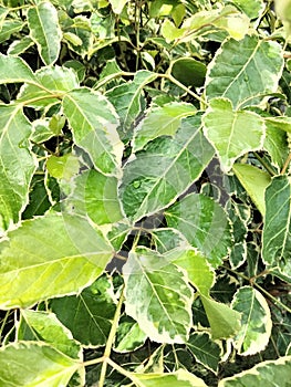 Euonymus Fortunei is an ornamental plant, often used as a groundcover and fortifying plant.