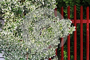 Euonymus fortunei plant in the garden