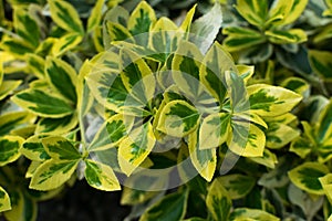 Euonymus fortunei, wintercreeper, spindle or climbing euonymus