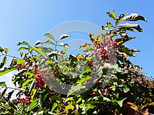 Branches with fruits of Euonymus Hamiltonianus. photo