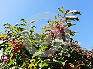 Branches with fruits of Euonymus Hamiltonianus. photo