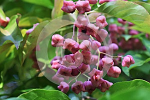 Branches with fruits of Euonymus Hamiltonianus. photo