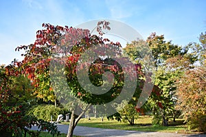 Euonymus Hamiltonianus tree with fruits in the park. photo