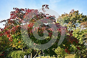 Euonymus Hamiltonianus tree with fruits in the park. photo