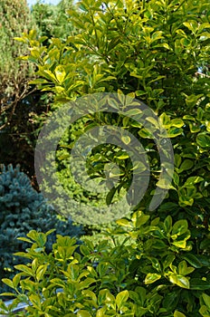 Euonymus japonicus Aureo-Marginata with variegated green-yellow leaves on blurred green background. photo