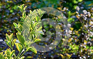 Euonymus japonicus Aureo-Marginata with variegated green-yellow leaves on blurred green background. Elegant background photo