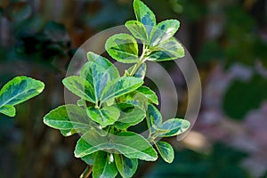 Euonymus japonicus Aureo-Marginata with variegated green-yellow leaves on blurred green background. Elegant background photo