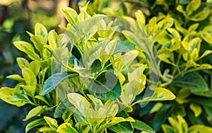 Euonymus japonicus Aureo-Marginata with variegated green-yellow leaves on blurred green background. Elegant background photo