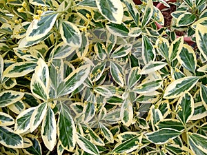 Euonymus japonicus `Bravo`