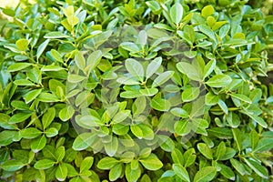 Euonymus japonicus, evergreen spindle, Japanese spindle photo