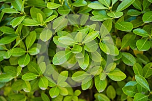 Euonymus japonicus, evergreen spindle, Japanese spindle