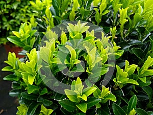 Euonymus japonicus 'Green Spire'