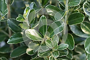 Euonymus japonicus Japan plant with white flowers and green leaves also known as Japanese spindle