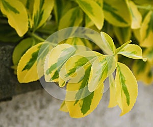 The euonymus leaves in the street