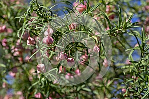 Euonymus nanus ornamental poisonous plant, shrubs branches full of pink orange ripened fruits