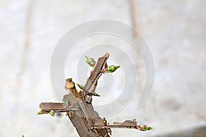 Euonymus phellomanus Loes