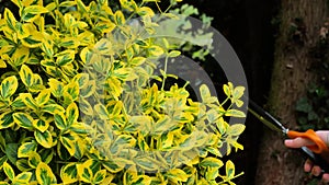 Euonymus pruning. Hands trim euonymus branches with garden shears close-up.Topiary haircuts from euonymus bush. euonymus