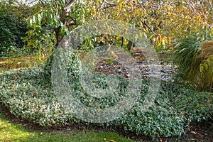 O huso planta hojas verdes sobre el un árbol. jardinería en rechazar 