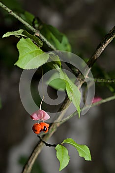 Euonymus verrucosa Scop.