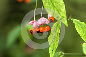 Euonymus. Wild berry.