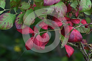 Euonymus  Winged spindle tree  berries and autumn leaves.