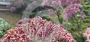 The Eupatorium blooms in the garden