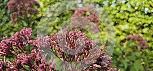 The Eupatorium blooms in the garden