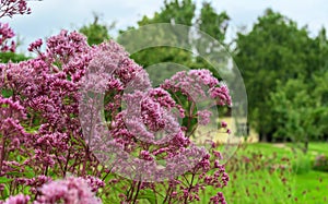 Eupatorium blooms in the garden. Autumn garden