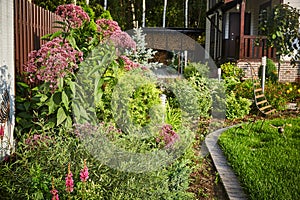 Eupatorium cannabine inflorescences of the head in the garden with landscaping and green grass