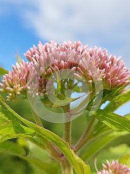 Eupatorium cannabinum