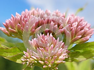 Eupatorium cannabinum