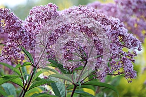 Eupatorium cannabinum, commonly known as hemp-agrimony or holy rope.