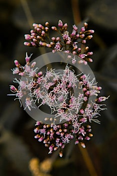 Eupatorium Cannabinum inflorescences blooming in the garden against a blurred background