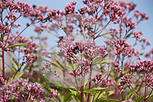 Eupatorium cannabinum L. family Asteraceae. Stevia conpletely flowering in August, close-up of the inflorescence of pink color