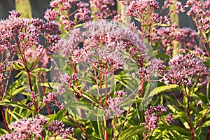 Eupatorium cannabinum L. family Asteraceae. Stevia conpletely flowering in August, close-up of the inflorescence of pink color