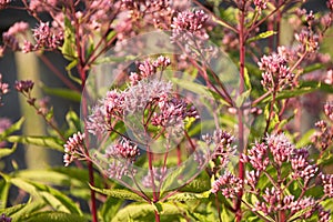 Eupatorium cannabinum L. family Asteraceae. Stevia conpletely flowering in August, close-up of the inflorescence of pink color